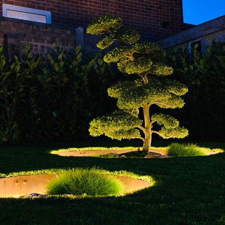 Gardens Of The Future - Night setting bonsai tree